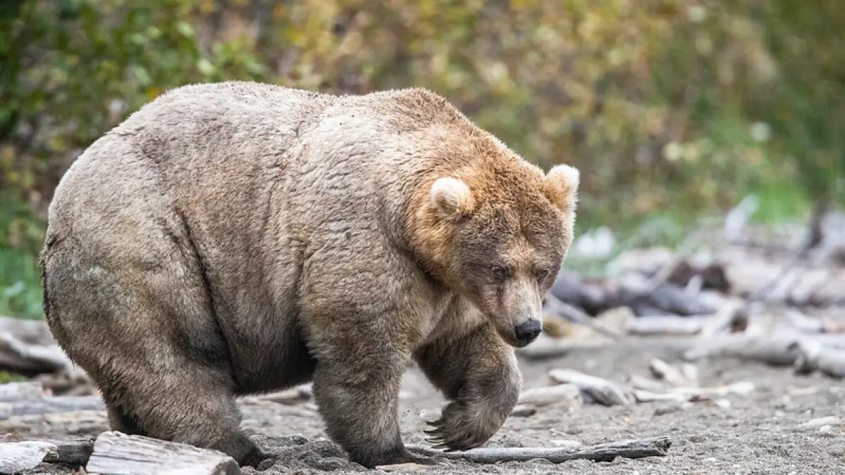 La fermeture du gouvernement signifie une mauvaise nouvelle pour la Fat Bear Week