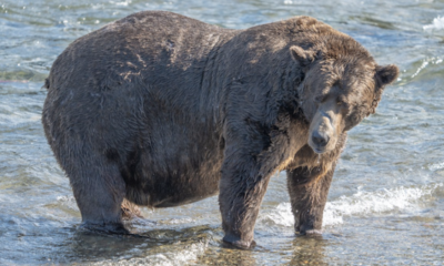 La Fat Bear Week est de retour.  En 2023, les ours ont surmonté de gros obstacles.