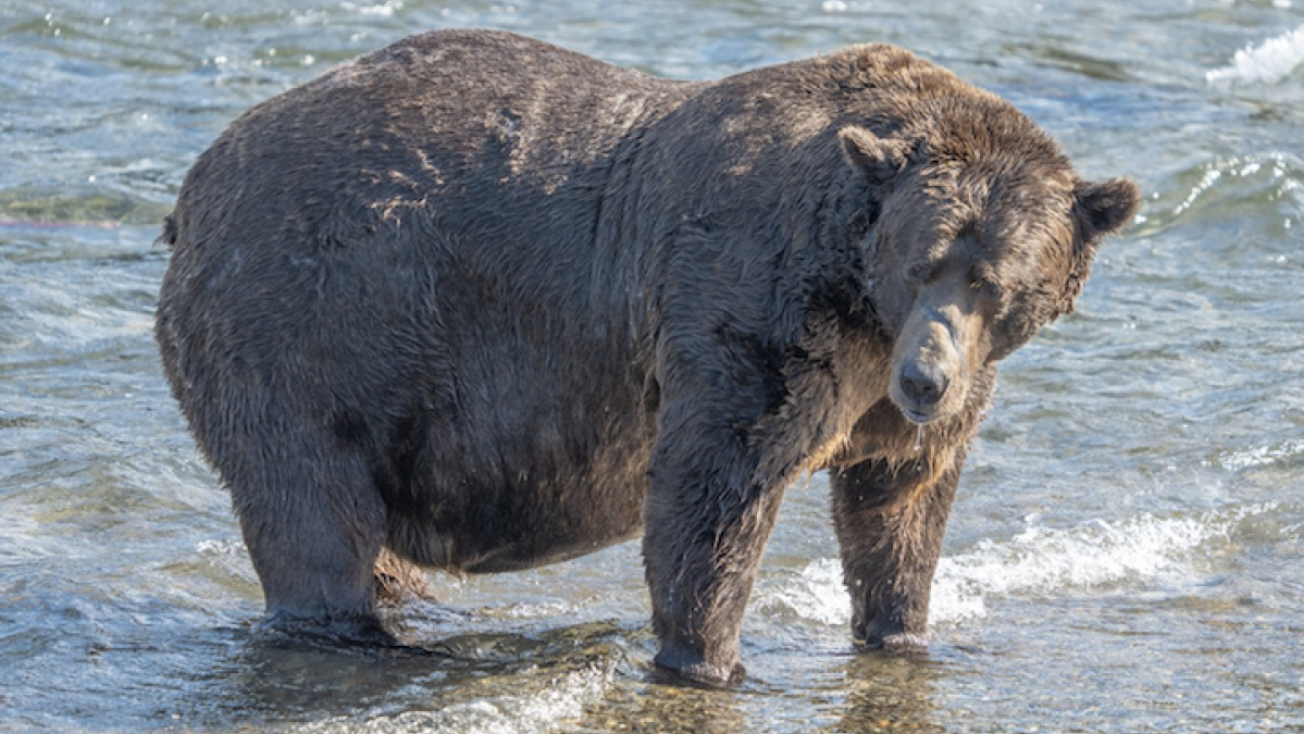 La Fat Bear Week est de retour.  En 2023, les ours ont surmonté de gros obstacles.