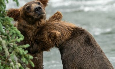 L'histoire sans précédent d'un gros ours s'est encore améliorée