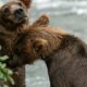 L'histoire sans précédent d'un gros ours s'est encore améliorée