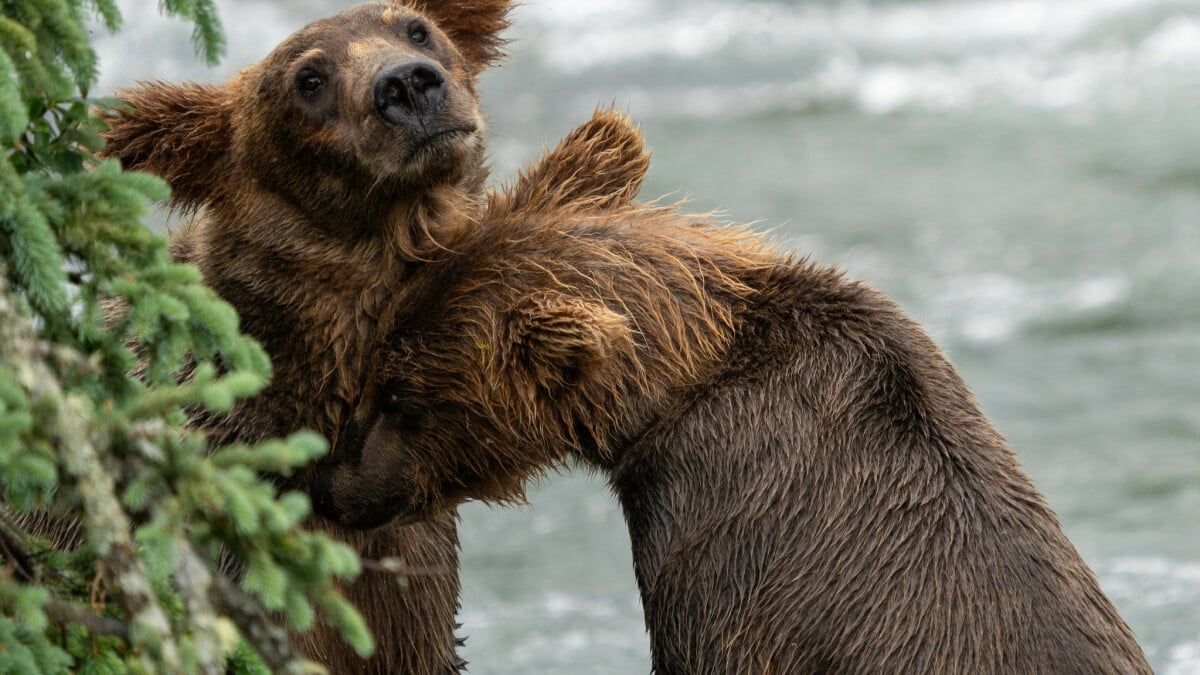 L'histoire sans précédent d'un gros ours s'est encore améliorée