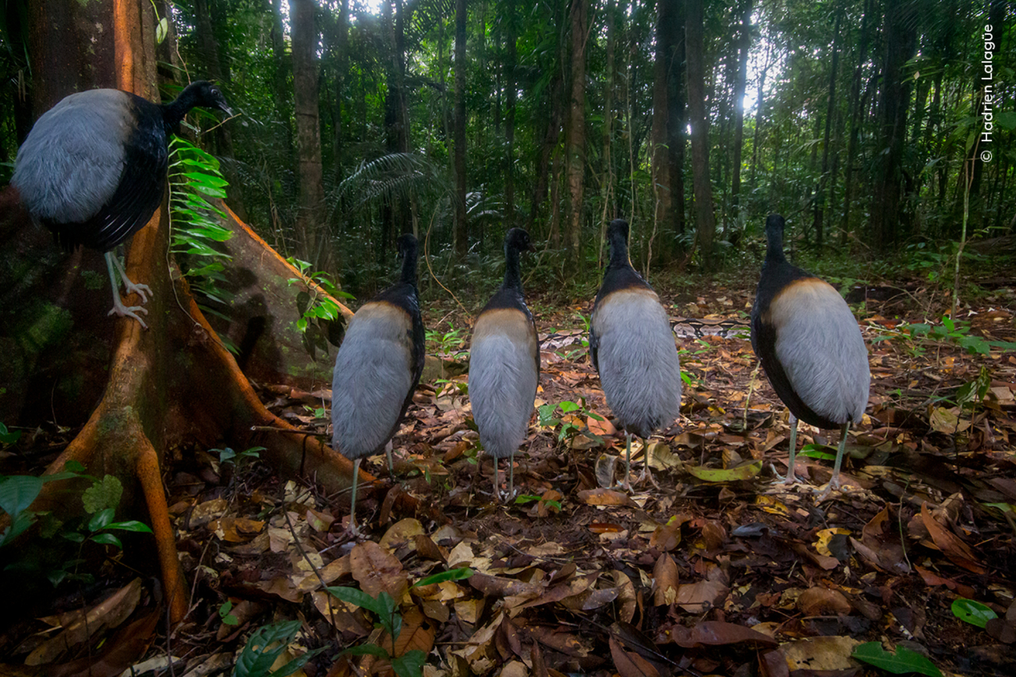 Trompettistes aux ailes grises observant un boa glisser au Centre Spatial Guyanais, Guyane française.