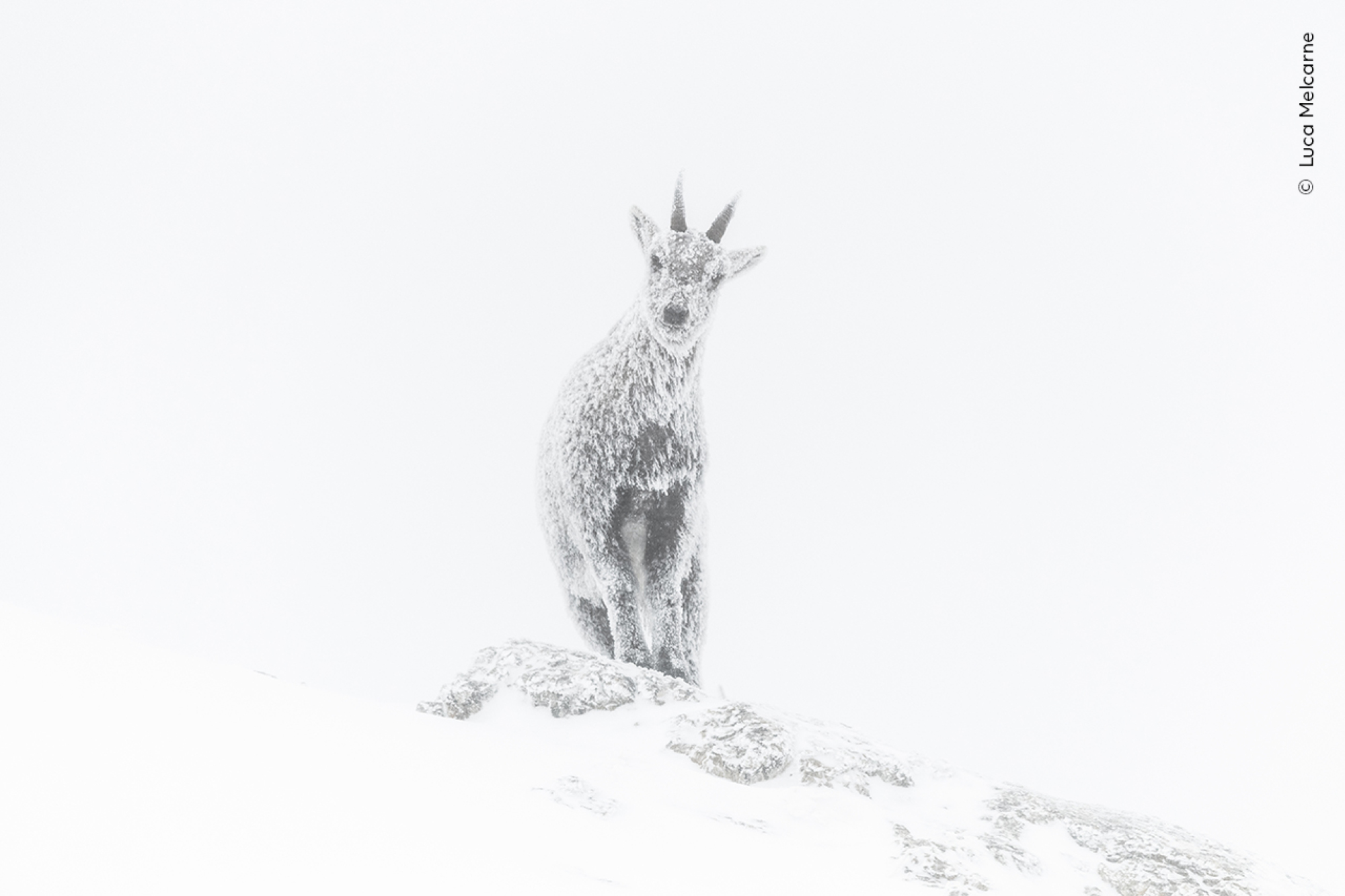 Portrait d'un bouquetin dans le Parc Naturel Régional du Vercors, Rhône-Alpes, France.