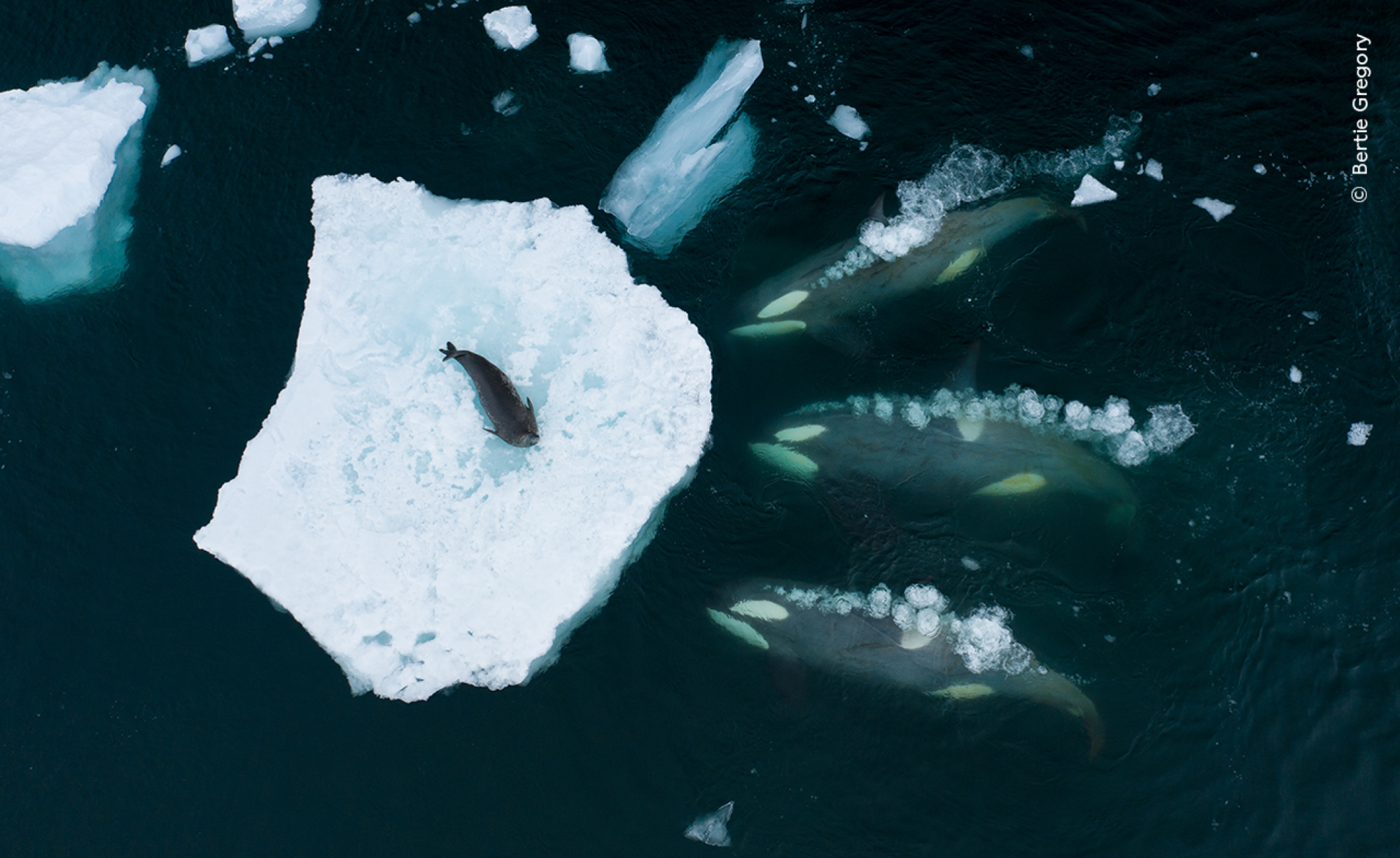 Un groupe d'orques dans la péninsule Antarctique, en Antarctique.