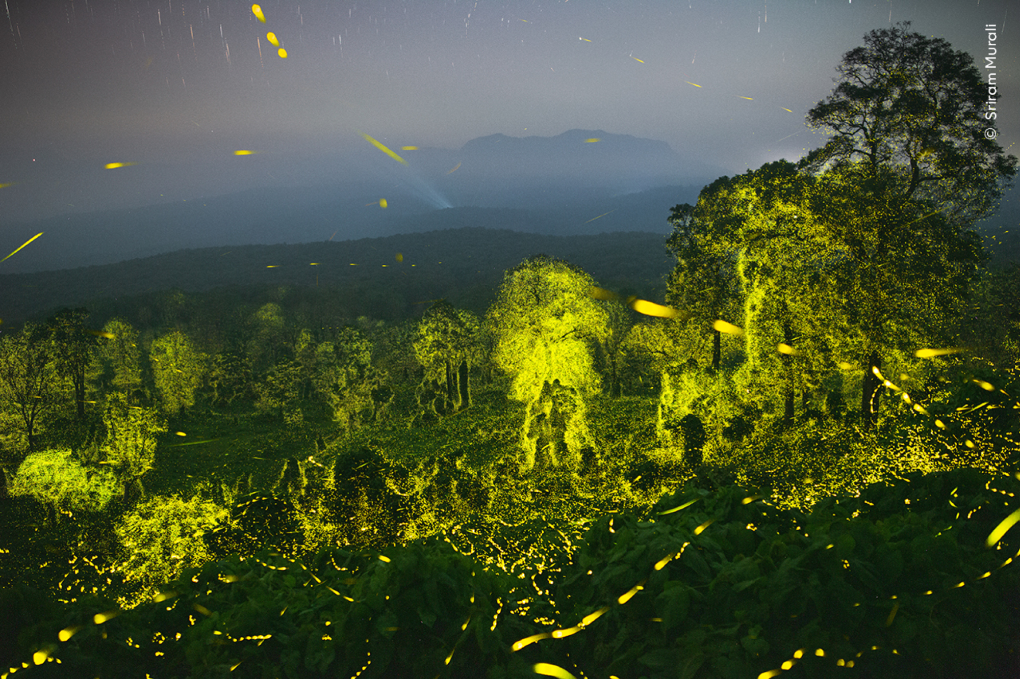 Des lucioles clignotent dans la réserve de tigres d'Anamalai, Tamil Nadu, Inde.