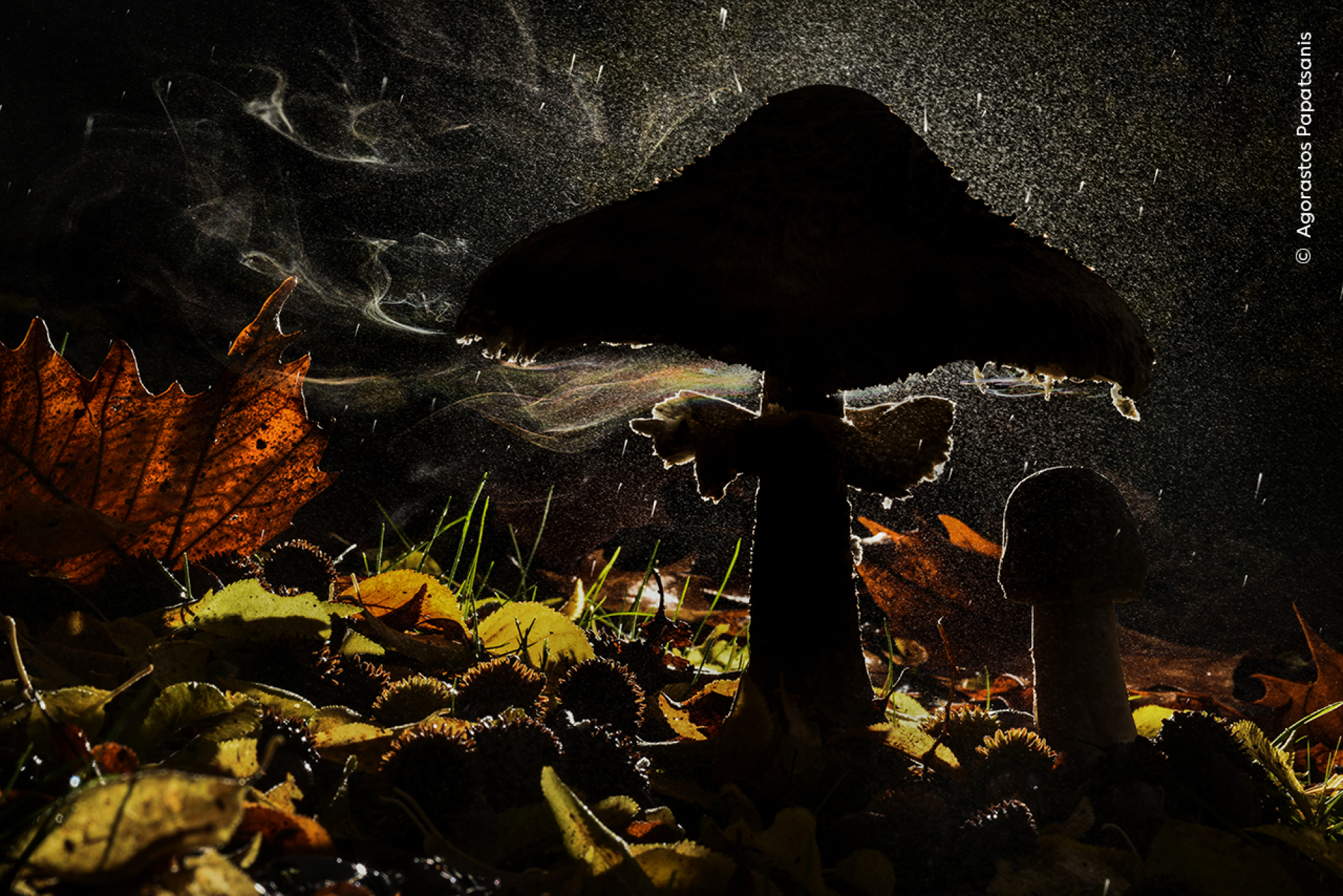 Un champignon libérant ses spores dans la forêt du Mont Olympe, Piérie, Grèce.