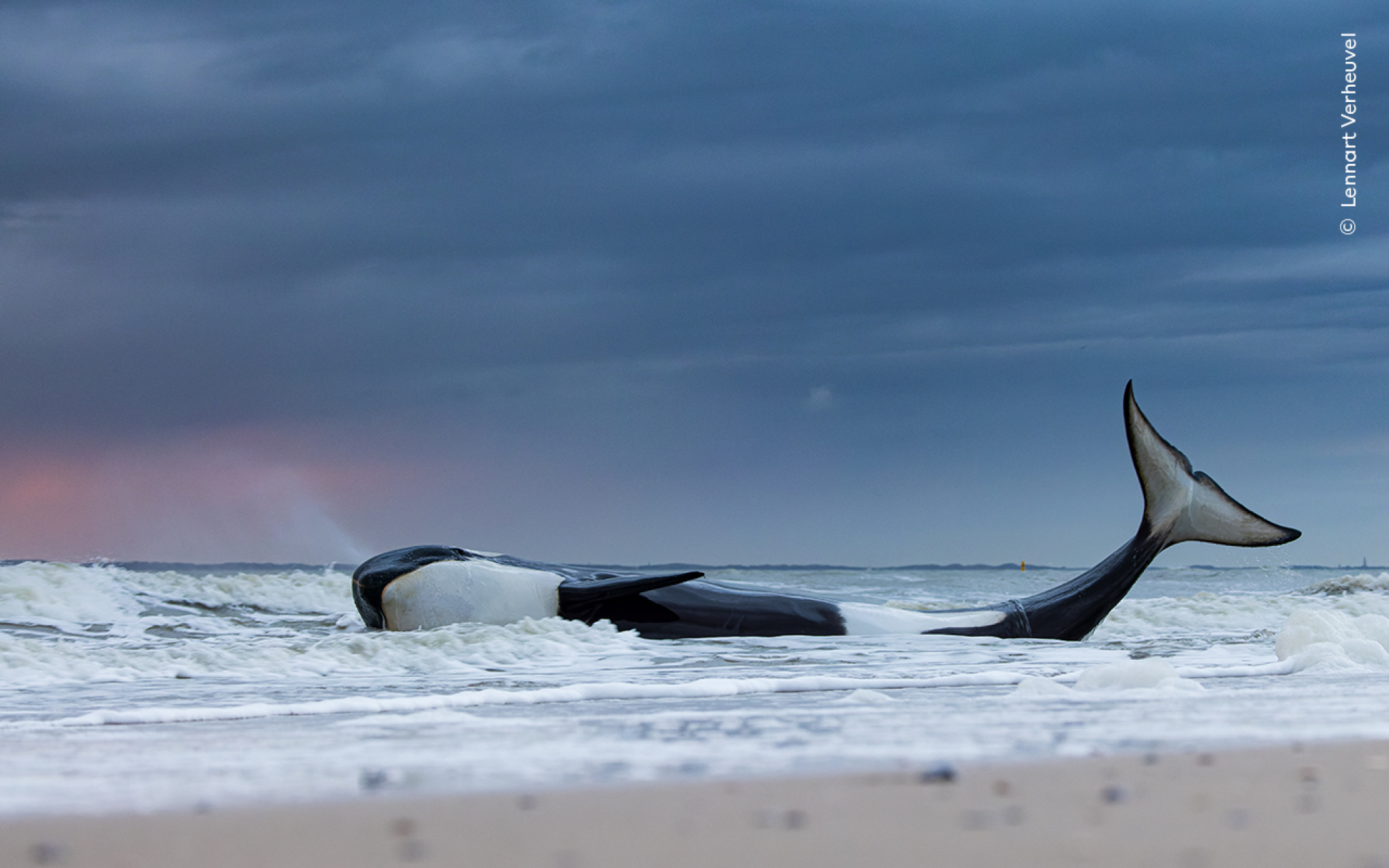 Une orque sur les plages de Cadzand-Bad, en Zélande, aux Pays-Bas.