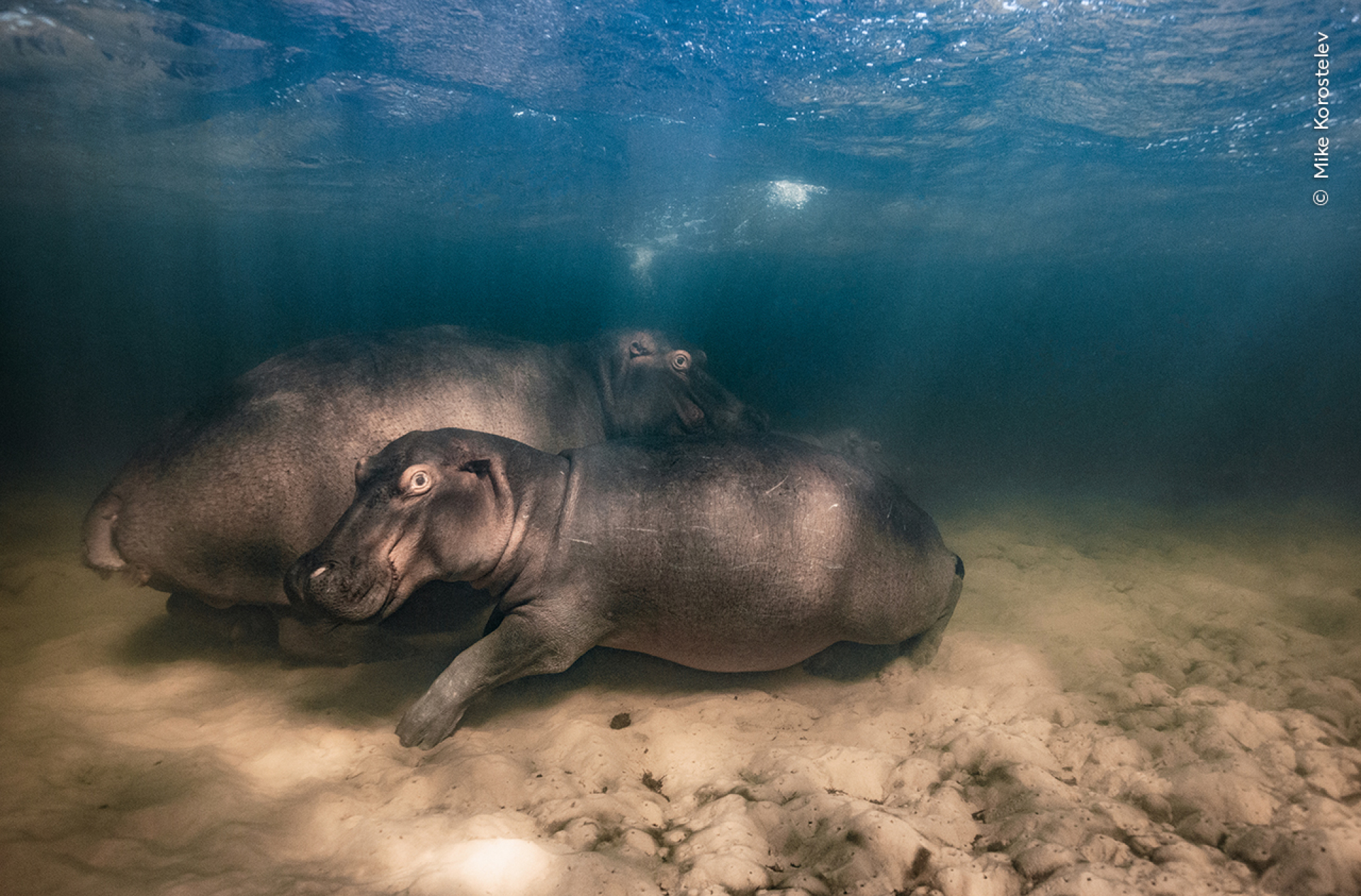 Un hippopotame et ses deux petits se reposant dans le lac de la baie de Kosi, parc de la zone humide d'iSimangaliso, Afrique du Sud.