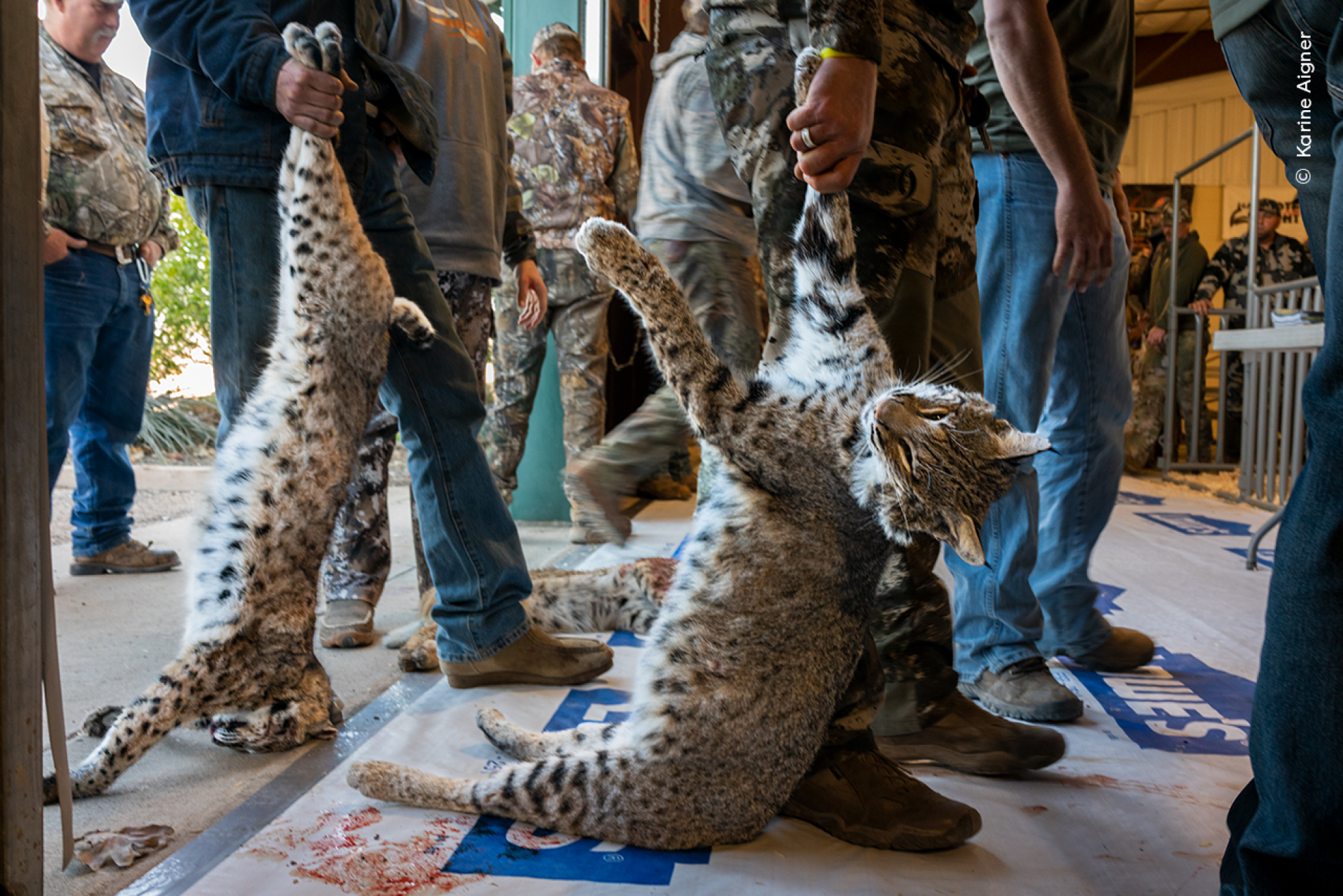 Les lynx roux dans les compétitions de chasse annuelles au Texas, aux États-Unis.