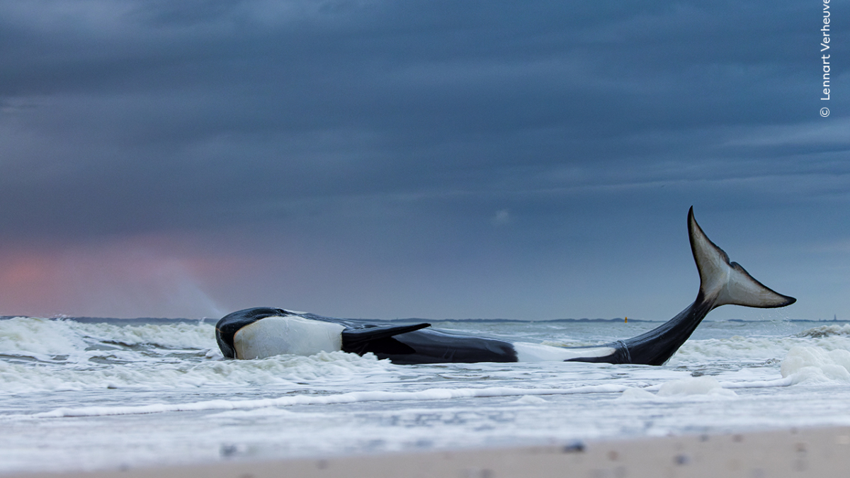 Ces 16 photos saisissantes capturent la variété de la faune mondiale