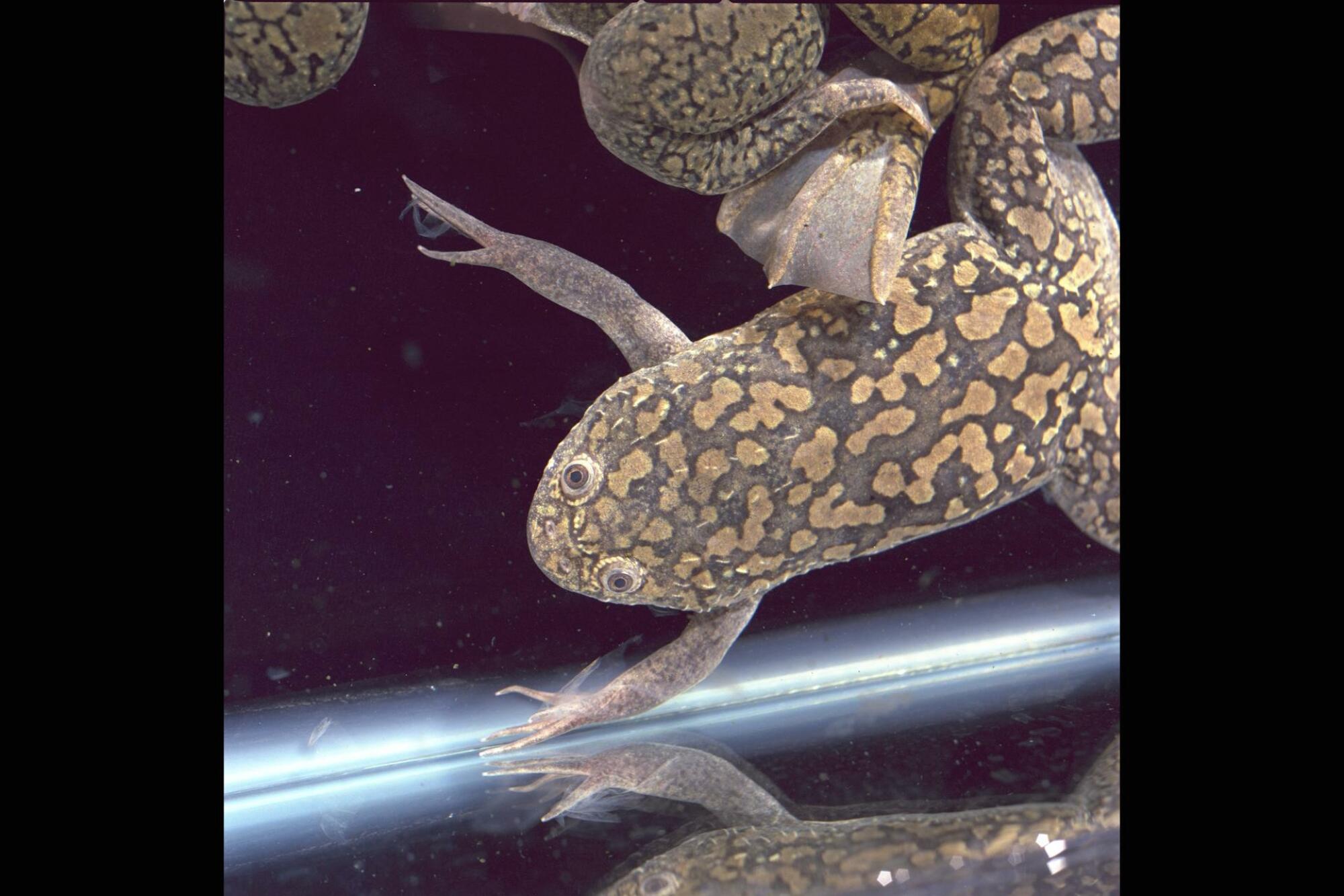Grenouilles volant dans l'expérience d'embryologie de grenouilles à bord de Spacelab-J