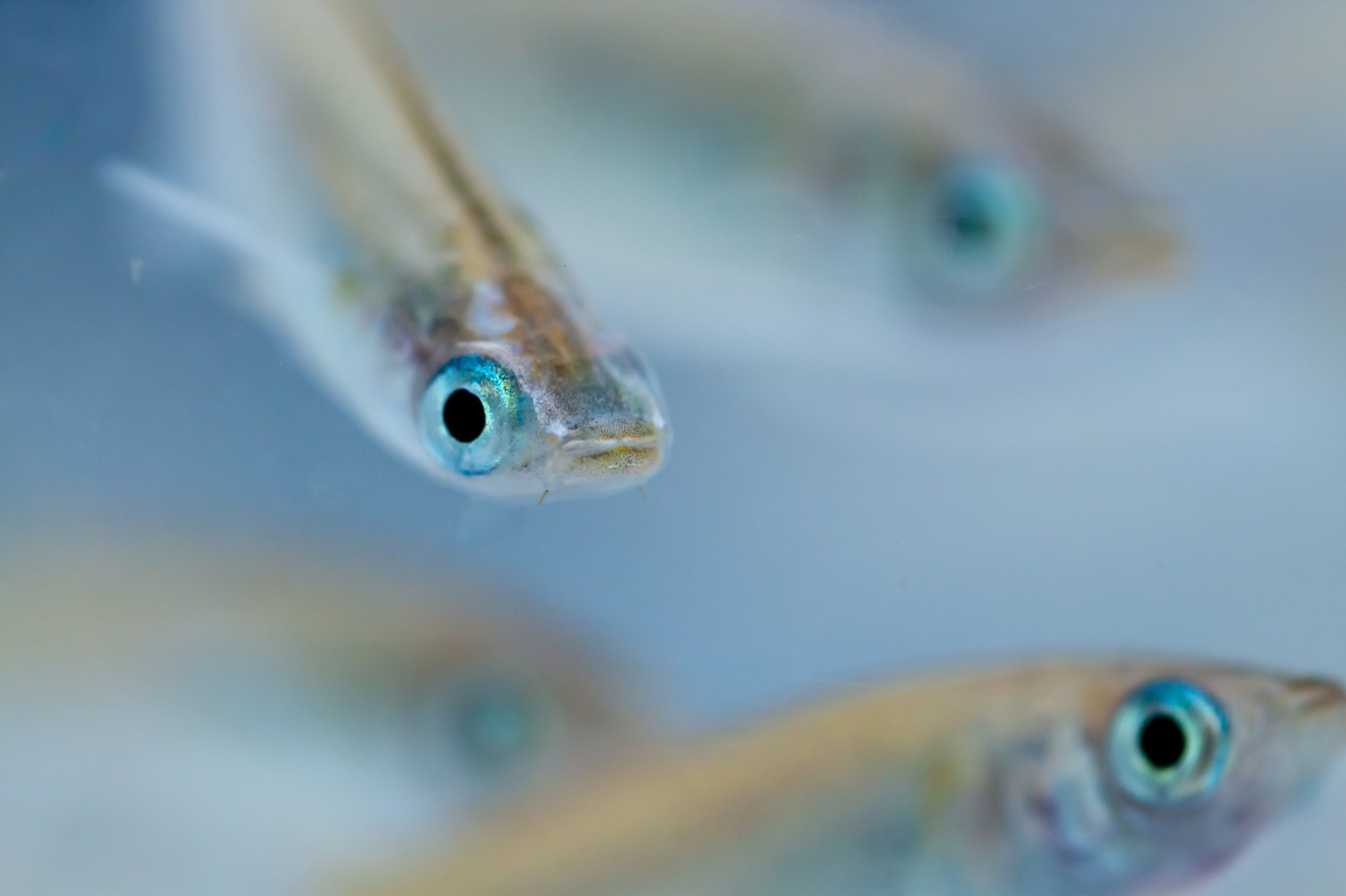 Des scientifiques étudient l'accouplement et la fécondation des poissons medaka chez un vertébré dans l'espace
