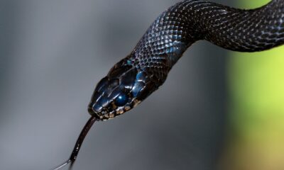 Le TOP 10 des serpents les plus dangereux du monde