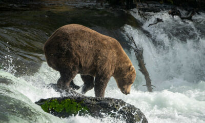 Ce gros ours ne gagnera pas la Fat Bear Week.  Mais les ours savent qu'il est roi.