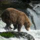 Ce gros ours ne gagnera pas la Fat Bear Week.  Mais les ours savent qu'il est roi.