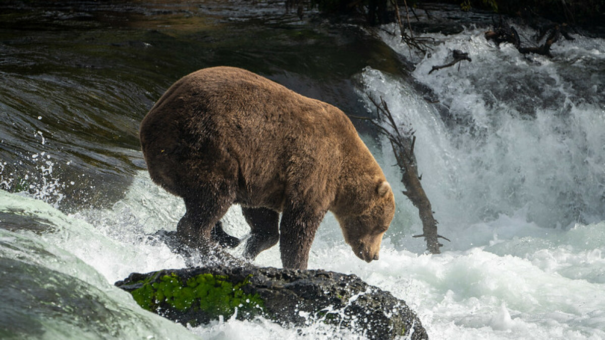 Ce gros ours ne gagnera pas la Fat Bear Week.  Mais les ours savent qu'il est roi.