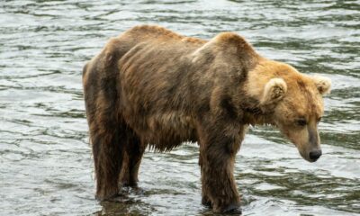 Cet ours avait l’air frêle et faible.  Regardez sa transformation.