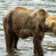 Cet ours avait l’air frêle et faible.  Regardez sa transformation.