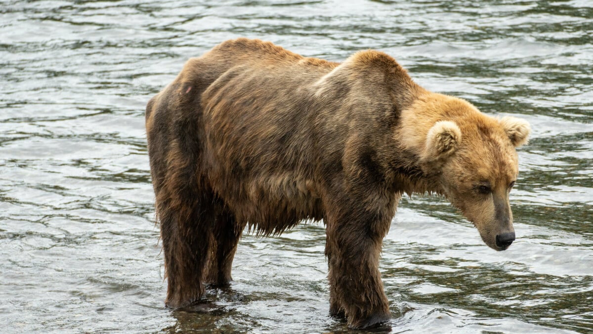 Cet ours avait l’air frêle et faible.  Regardez sa transformation.