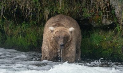 Le gagnant de la Fat Bear Week est révélé.  C'est une rebelle.