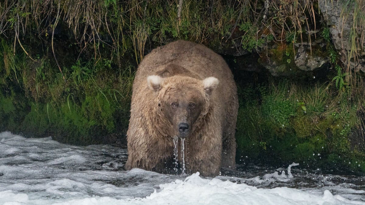 Le gagnant de la Fat Bear Week est révélé.  C'est une rebelle.