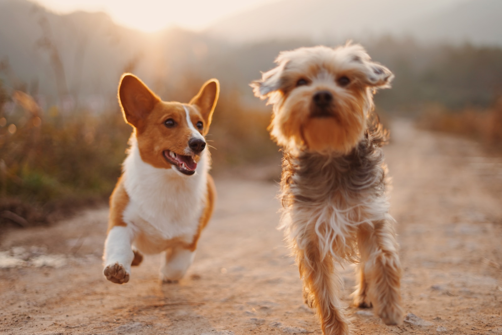 Le TOP 10 des chiens les plus gentils