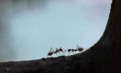Le TOP 10 des répulsifs anti-fourmis