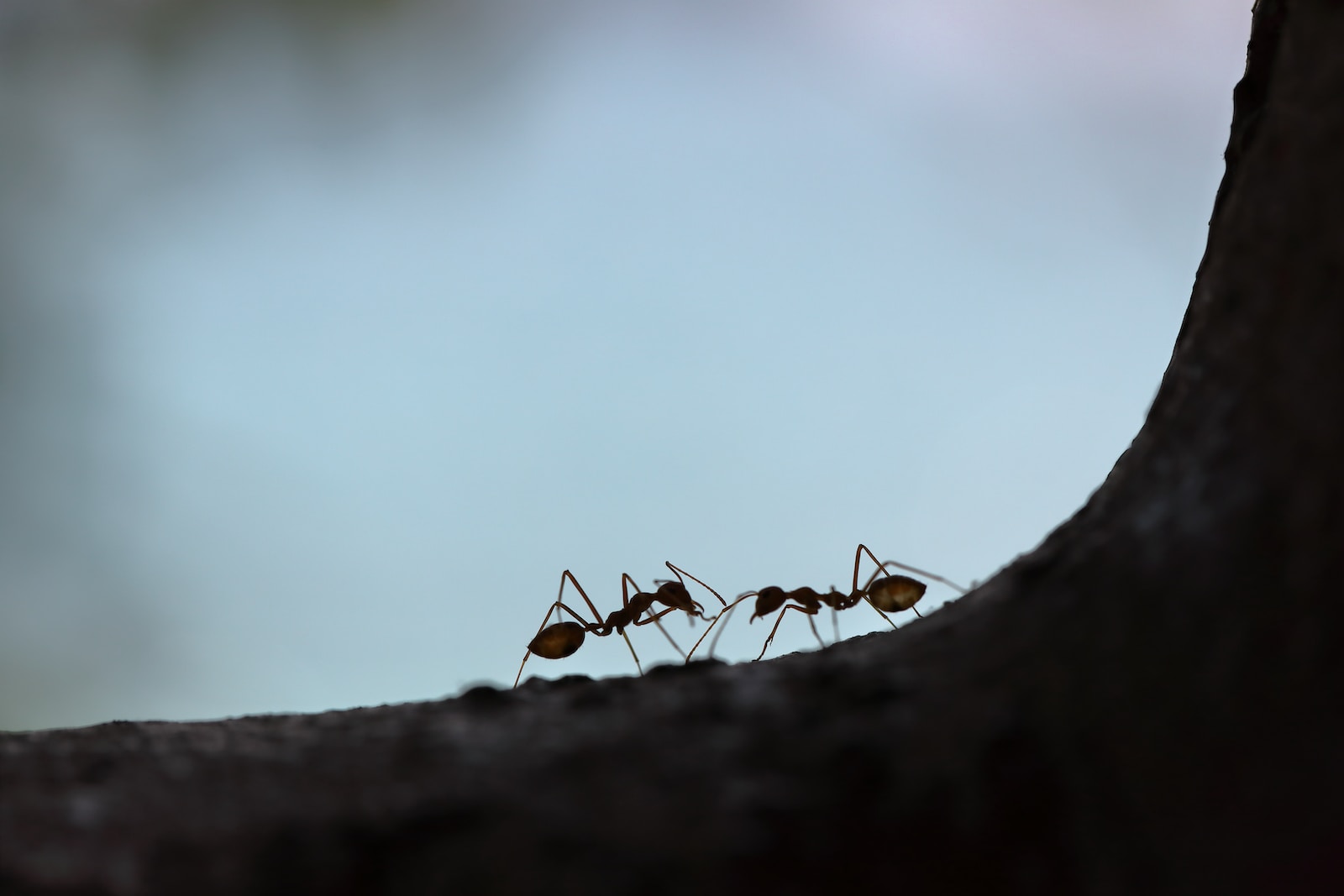 Le TOP 10 des répulsifs anti-fourmis