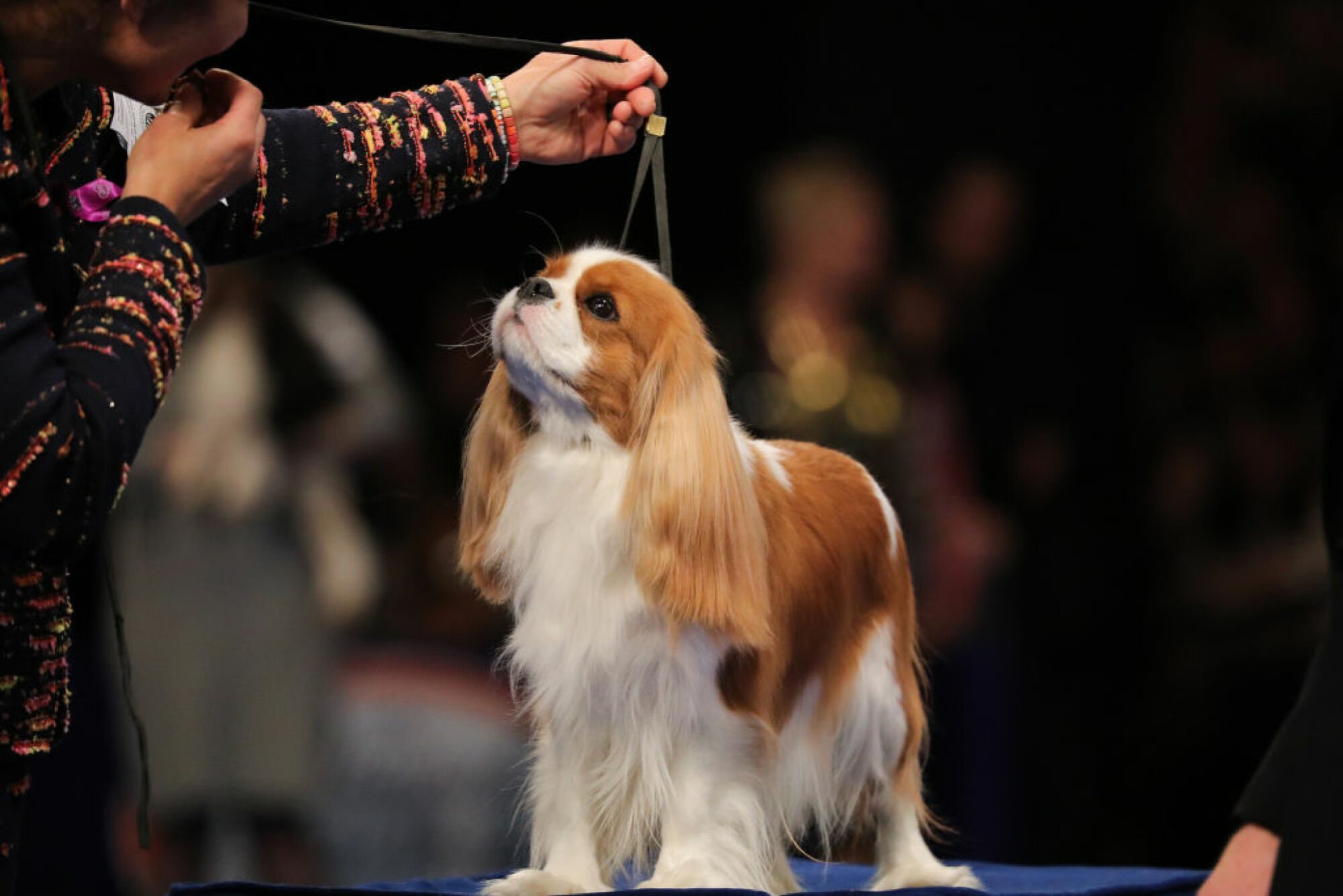 Un Cavalier King Charles Spaniel.