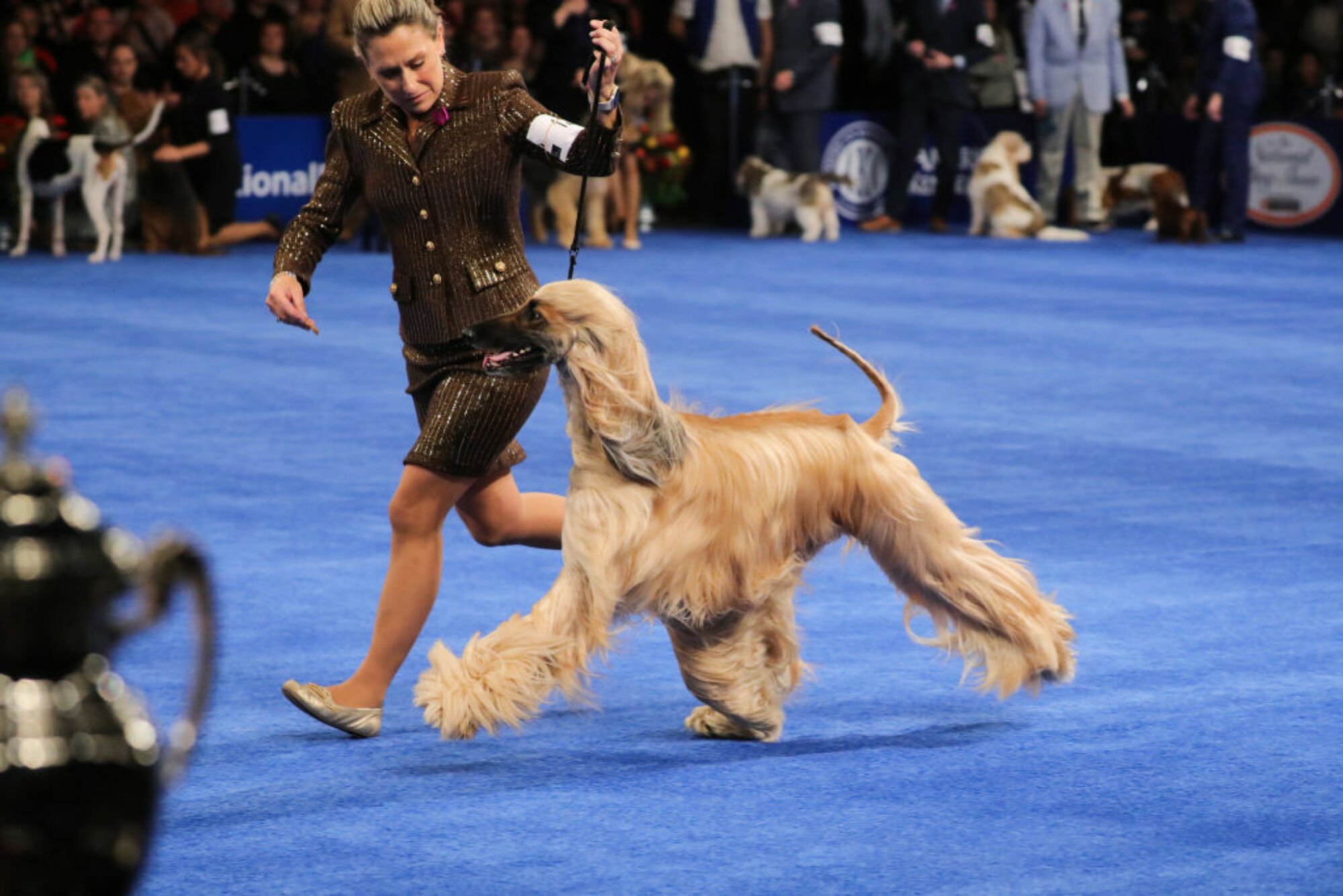 Un chien afghan.