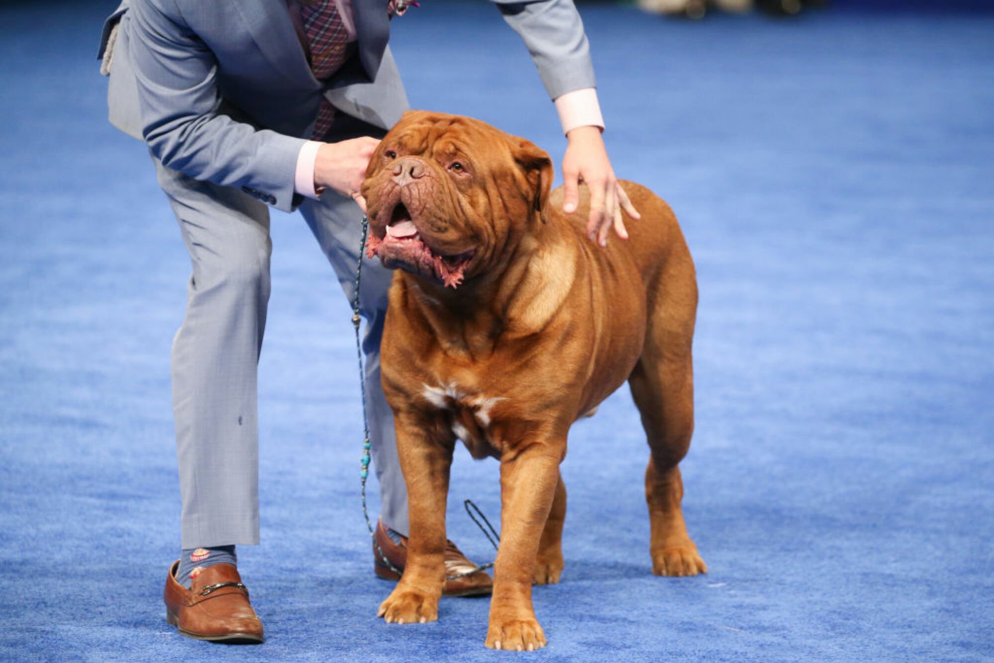 Un Dogue de Bordeaux.