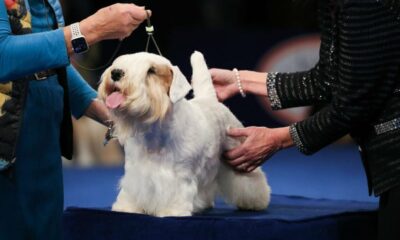 Cette petite guimauve grillée a remporté l'exposition canine nationale de 2023