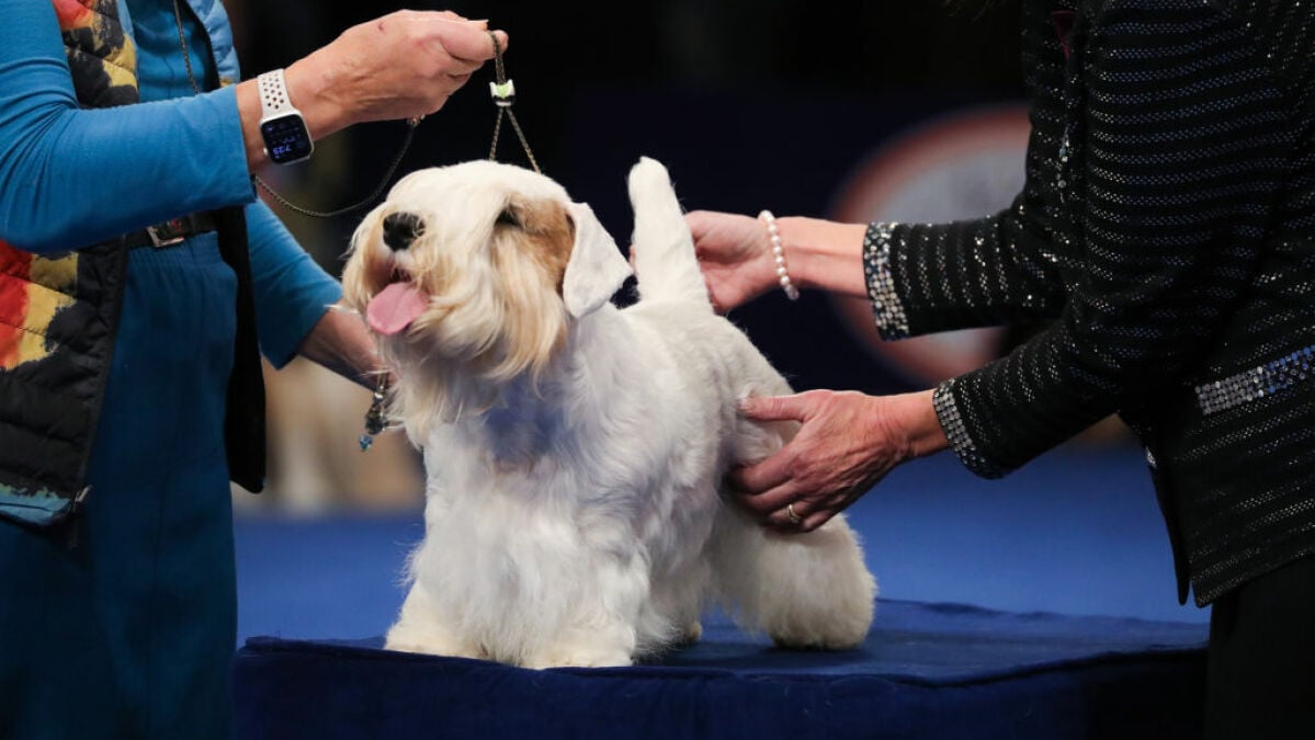 Cette petite guimauve grillée a remporté l'exposition canine nationale de 2023