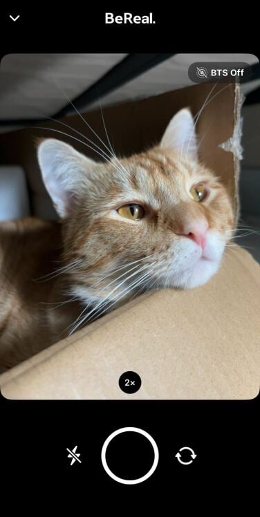 photo d'un chat tigré orange