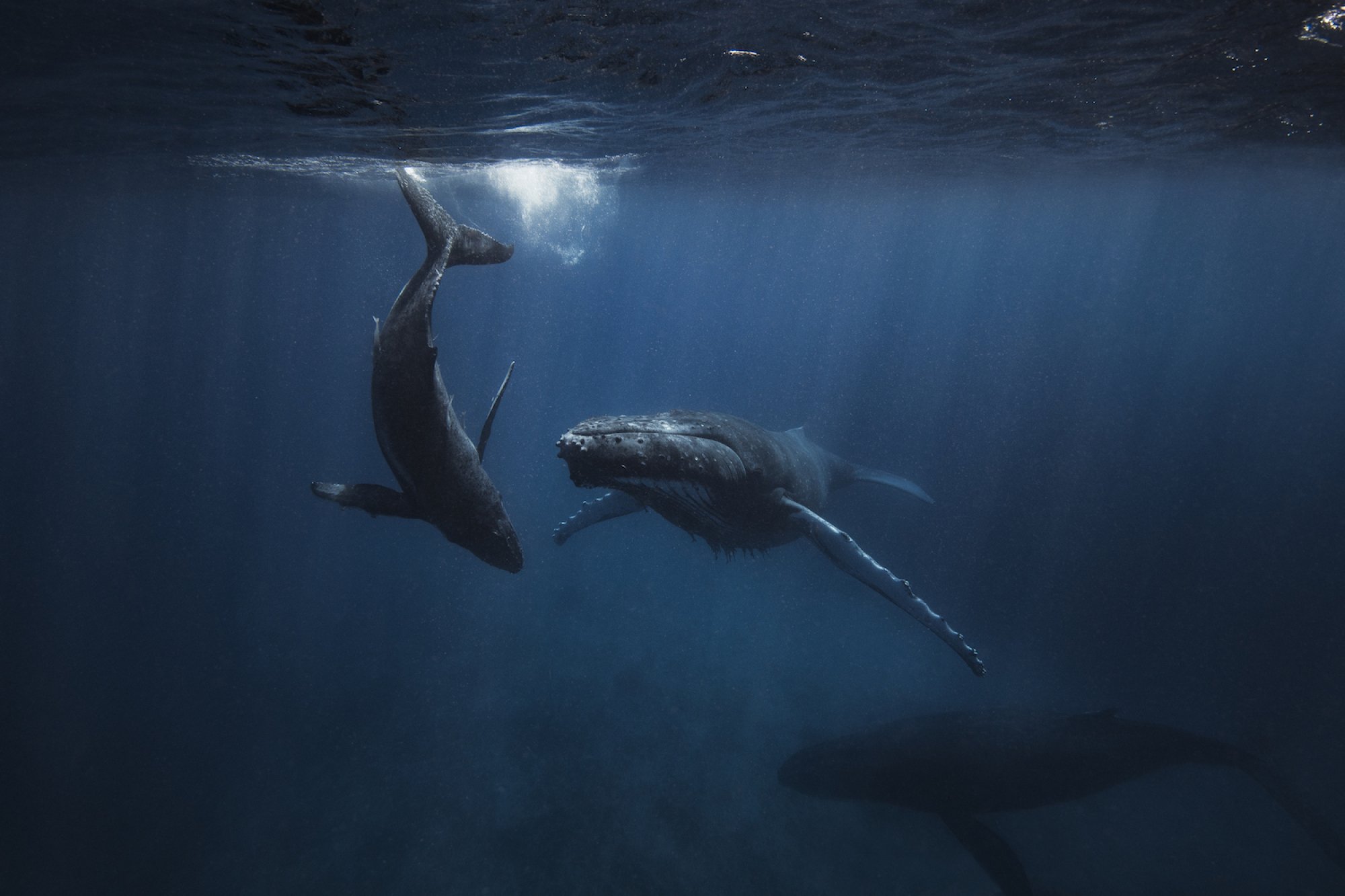 Une baleine à bosse et son petit nageant sous l'eau. 