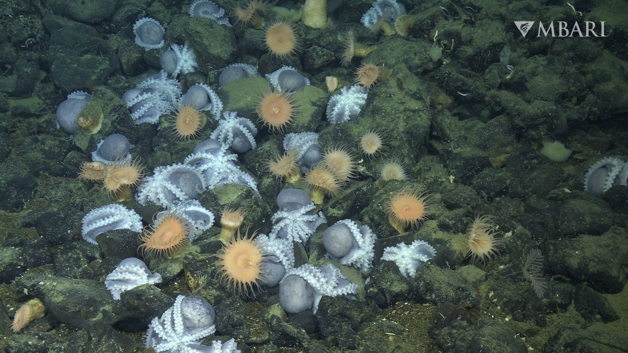 Des poulpes couvants ont été observés à plus de 10 000 pieds sous la surface de l'océan.