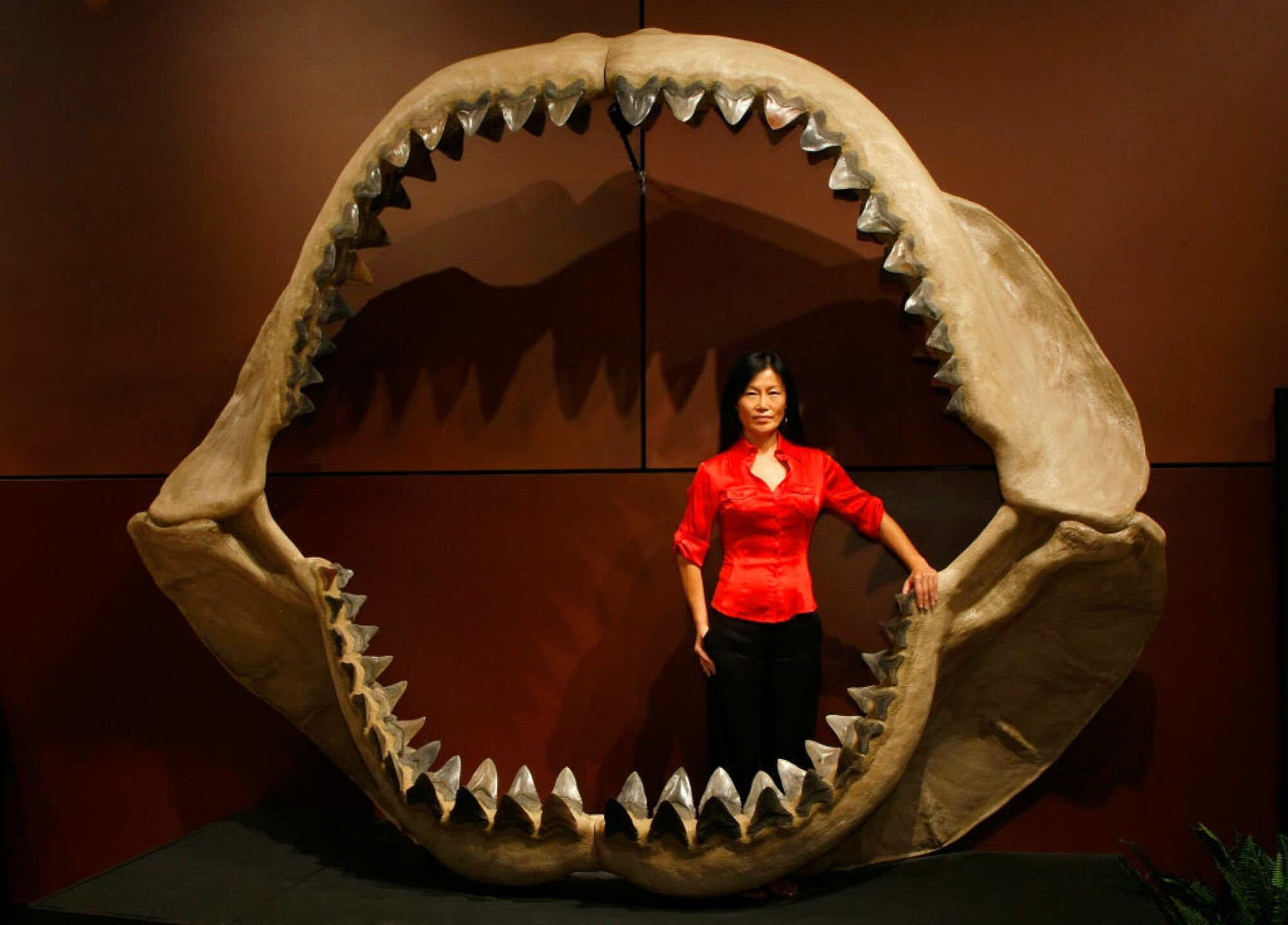 Les mâchoires partiellement reconstruites d'un mégalodon avec une personne debout à l'intérieur.