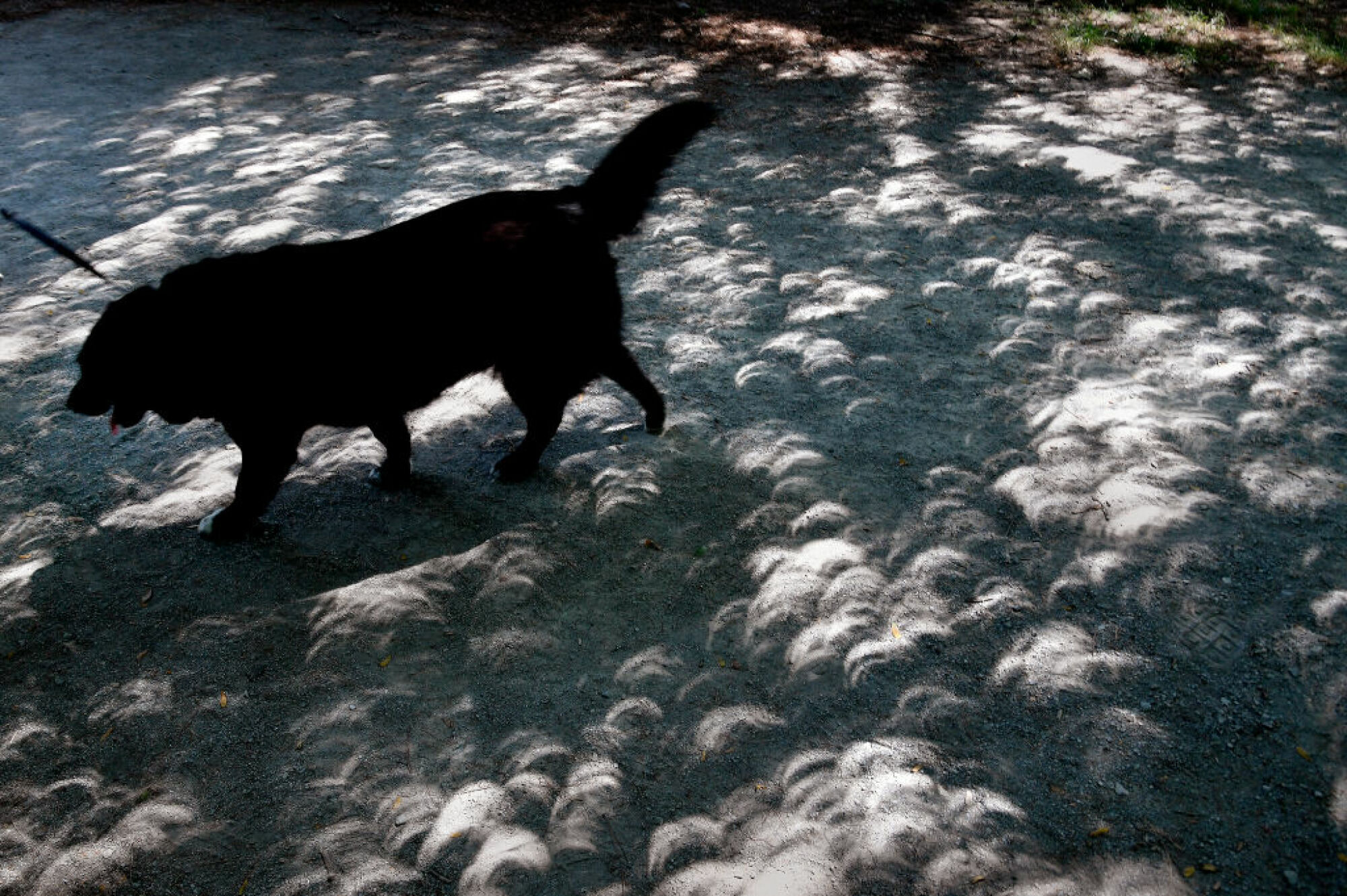Une éclipse partielle projetant des ombres à travers les feuilles des arbres dans le Kentucky