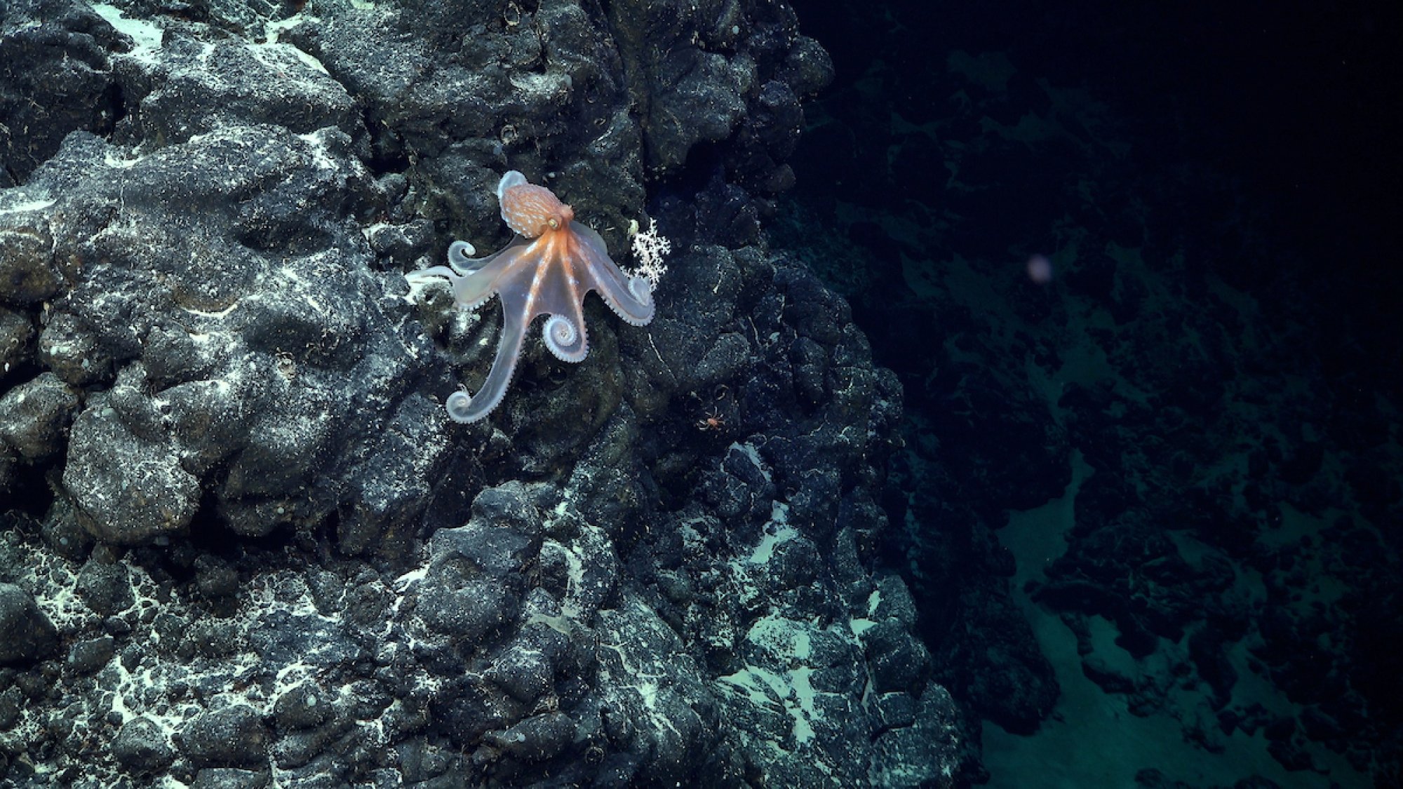 Une pieuvre perchée sur un mont sous-marin le long de la crête Salas y Gómez.
