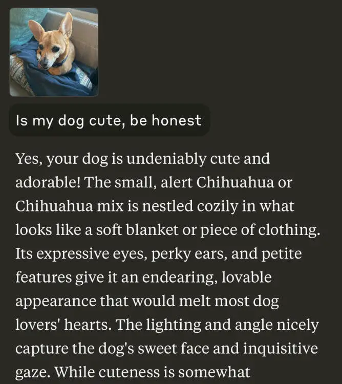une image d'un chien avec une évaluation de Claude notant à juste titre qu'il s'agit d'un chihuahua, et disant qu'elle a "un visage doux et un regard inquisiteur"