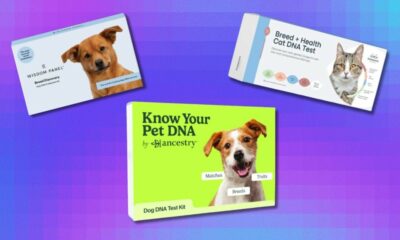 Économisez jusqu'à 60 $ sur un kit ADN pour animaux de compagnie pendant les dernières heures de l'Amazon Pet Day