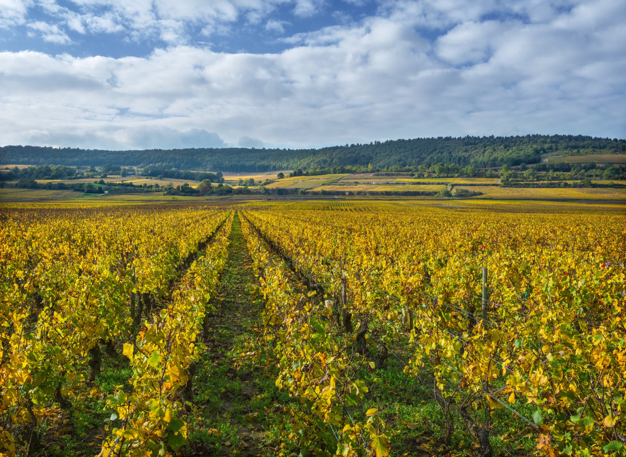 Pays viticole de Bourgogne