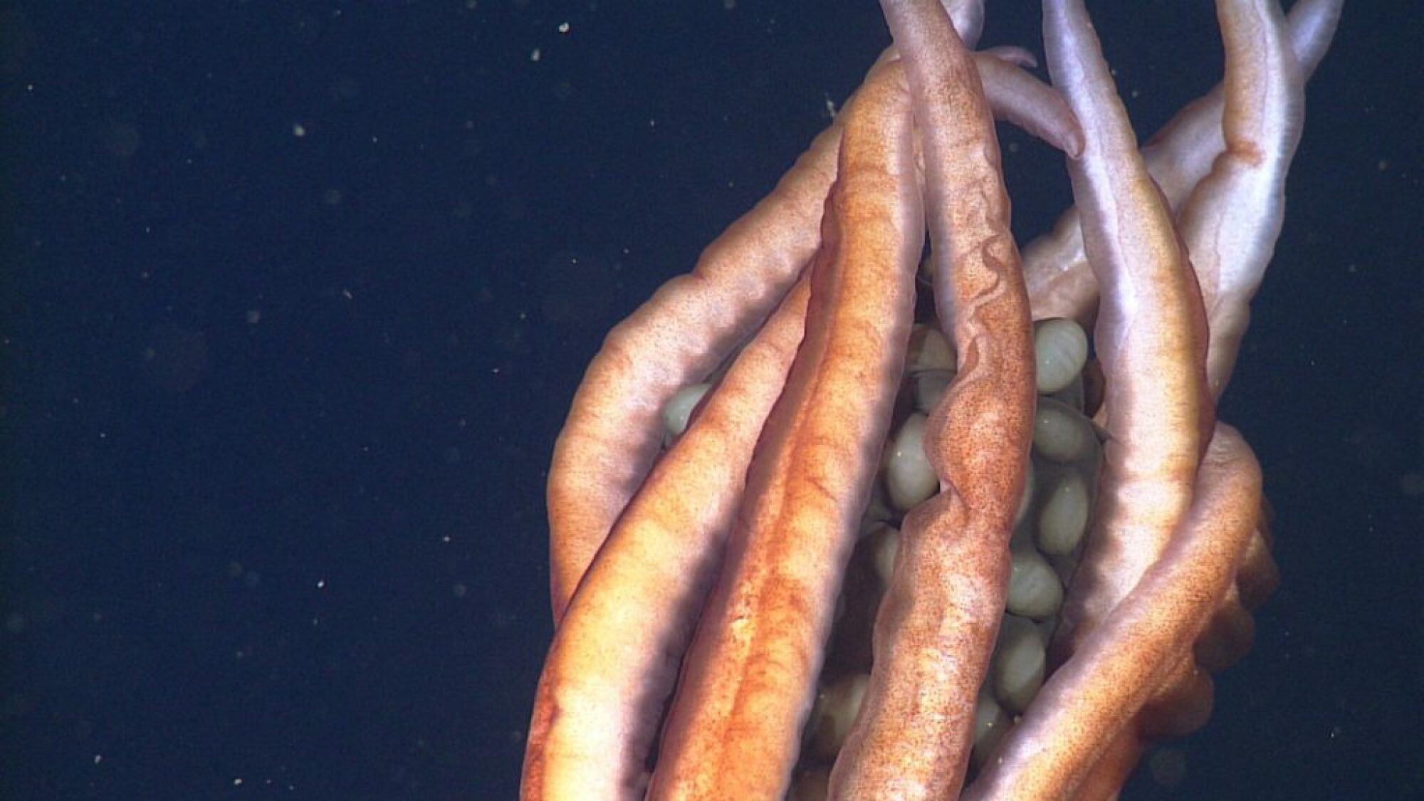 Une vue des œufs de calmar inhabituellement gros observés chez les espèces de calmars du golfe de Californie.