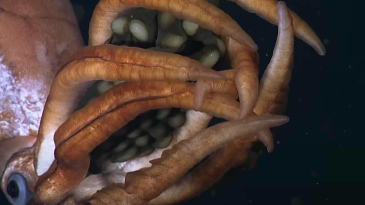 Une créature avec des œufs géants filmée à des milliers de pieds sous la mer