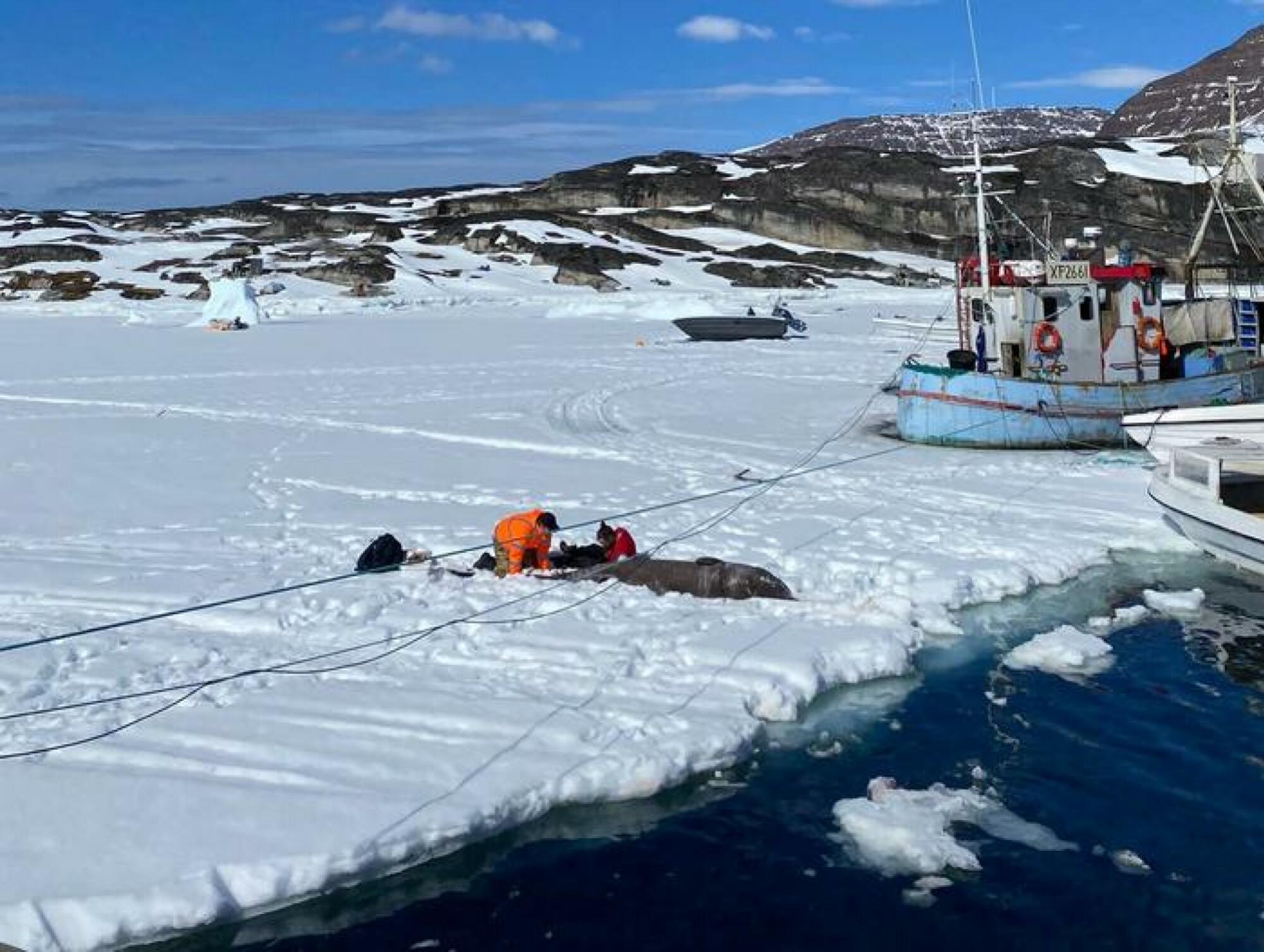 Des scientifiques collectent des échantillons de tissus d'un requin du Groenland.