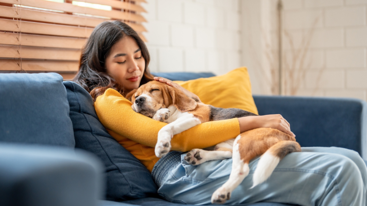 Offres exceptionnelles : gâtez votre bébé à quatre pattes avec les meilleures offres pour animaux de compagnie que nous avons pu trouver cette semaine