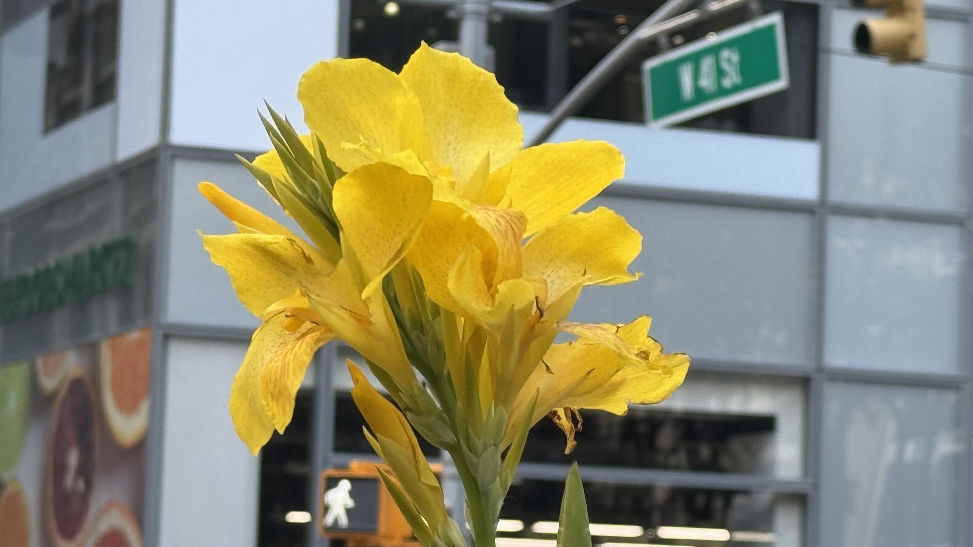 Pétales jaunes à New York