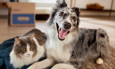 Célébrez le meilleur ami de l'homme à l'occasion de la Journée internationale du chien avec ces offres exceptionnelles