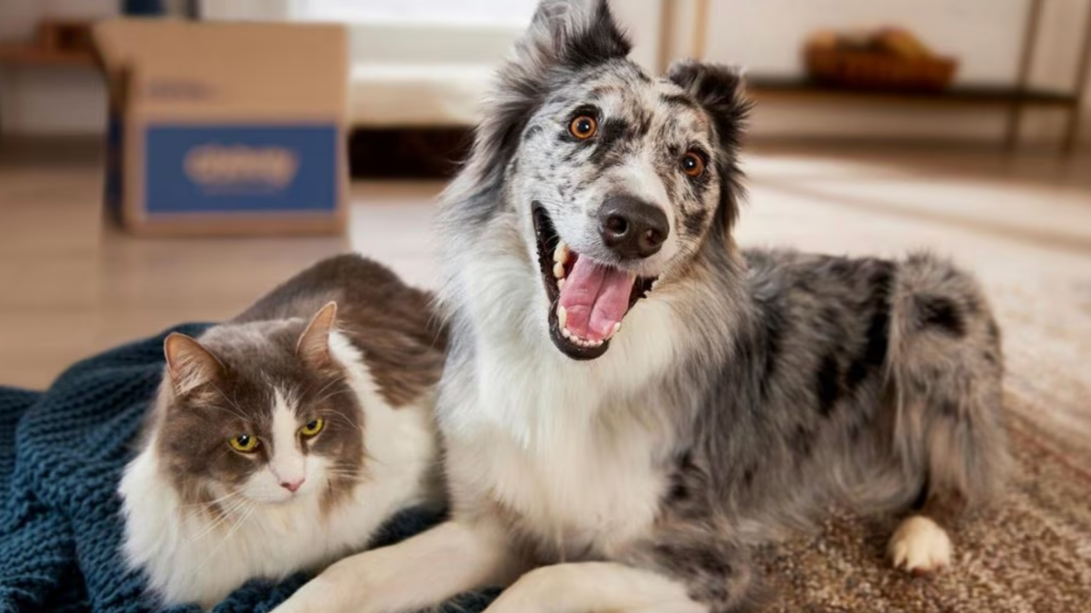 Célébrez le meilleur ami de l'homme à l'occasion de la Journée internationale du chien avec ces offres exceptionnelles